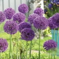 thumbnail image 3 of Member's Mark Allium Purple Sensation Dormant Bulbs, 40pk, 3 of 9