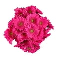 thumbnail image 1 of Member's Mark Gerbera Daisies, choose color and stem count, 1 of 4