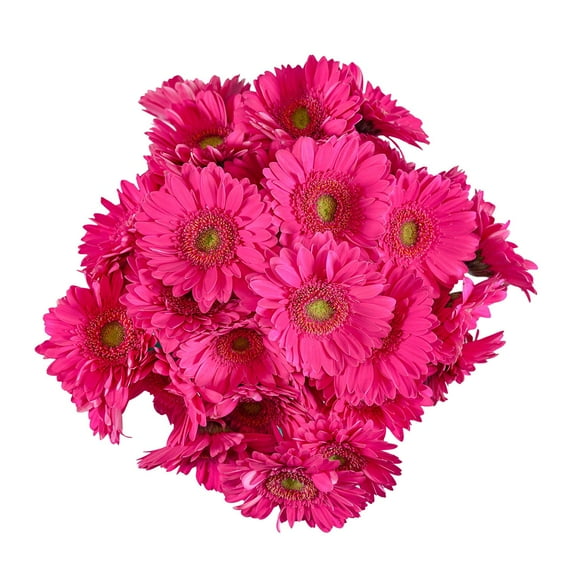 Member's Mark Gerbera Daisies, choose color and stem count