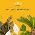 thumbnail image 2 of Costa Farms 10" Basic Foliage Plant in Grower Pot, 2 of 9