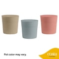 thumbnail image 5 of Costa Farms Live 10" Assorted Tropical Patio Plant, 5 of 9
