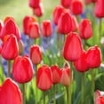 thumbnail image 2 of Member's Mark Tulip Red Impression Dormant Bulbs, 45pk, 2 of 7
