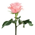 thumbnail image 2 of Member's Mark Ecuadorian Premium Roses, choose color variety and stem count, 2 of 6