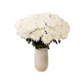 thumbnail image 2 of Member's Mark Football Mums, choose color and stem count, 2 of 6