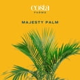thumbnail image 3 of Costa Farms 10" Majesty Palm in Decorative Pot, 3 of 10