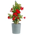 thumbnail image 1 of Costa Farms Live 10" Mandevilla Vine Trellis in Patio Pot, 1 of 9