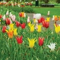 thumbnail image 4 of Member's Mark Tulip Lily Flowering Blend Dormant Bulbs, 30pk, 4 of 9