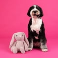 thumbnail image 4 of Jumbo Plush Bunny Dog Toy with TPR Ball & Rope, 4 of 5