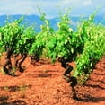 thumbnail image 3 of Marques de Caceres Rioja Gran Reserva, 750 ml, 3 of 4