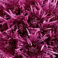 thumbnail image 2 of Member's Mark Spider Mums, choose color and stem count, 2 of 7