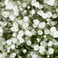 thumbnail image 4 of Member's Mark Gypsophila, choose variety and quantity, 4 of 5