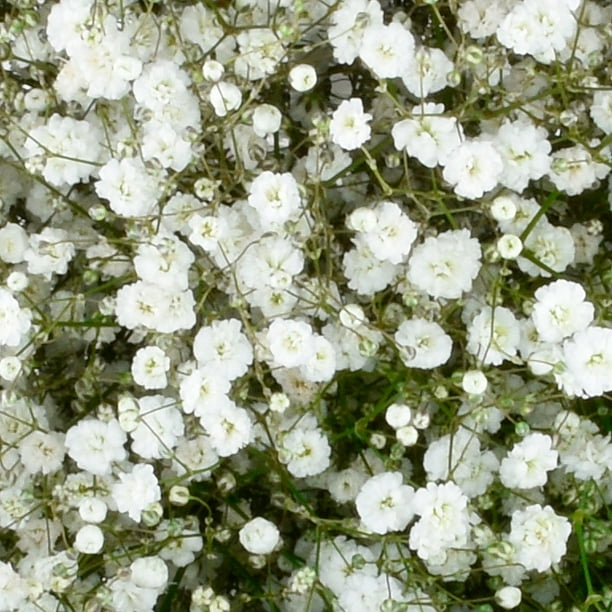 Member's Mark Gypsophila, choose variety and quantity - Samsclub.com