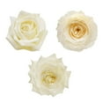 thumbnail image 1 of Member's Mark Garden Roses, 36 stems, Choose color variety, 1 of 6