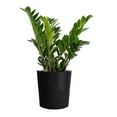 thumbnail image 2 of Costa Farms 10" ZZ Tropical Plant in Decorative Pot, 2 of 6