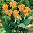 thumbnail image 4 of Member's Mark Low Growing Picasso, Red Futurity & Yellow Futurity Cannas Dormant Bulbs, 9pk, 4 of 8