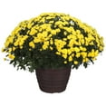 thumbnail image 4 of 14" Mum Planter, 4 of 4