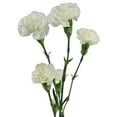 thumbnail image 2 of Member's Mark Mini Carnations, Choose color and stem count, 2 of 6