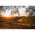 thumbnail image 5 of Terra d'Oro Pinot Grigio White Wine 750 ml, 5 of 5