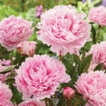 thumbnail image 3 of Member's Mark Peony Sarah Bernhardt Dormant Bulbs, 3pk, 3 of 9