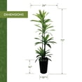 thumbnail image 5 of Artificial 6' Dracaena Tree in a Black Metal Planter, 5 of 5