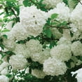 thumbnail image 3 of Member's Mark Viburnum Snowball Bush Dormant Bulbs, 2pk, 3 of 8