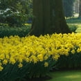 thumbnail image 6 of Member's Mark Daffodil Blooms All Spring Blend Dormant Bulbs, 36pk, 6 of 12