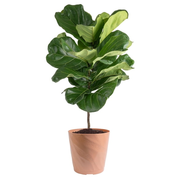 Costa Farms 10" Ficus Standard Plant in Decorative Pot