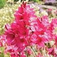 thumbnail image 4 of Member's Mark Garden Amaryllis Pink & Ixia Pink Dormant Bulbs, 25pk, 4 of 10