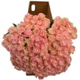 thumbnail image 3 of Member's Mark Illusion Roses, 96 stems, Choose color variety, 3 of 7