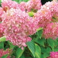 thumbnail image 3 of Member's Mark Wisteria & Hydrangea Wisteria Purple & Hydrangea Peegee Pink Dormant Bulbs, 2pk, 3 of 9