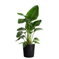 thumbnail image 2 of Costa Farms 10" Bird of Paradise Tropical Plant in Decorative Pot, 2 of 7