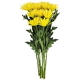 thumbnail image 3 of Member's Mark Spider Mums, choose color and stem count, 3 of 7