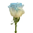 thumbnail image 1 of Member's Mark Illusion Roses, 96 stems, Choose color variety, 1 of 7
