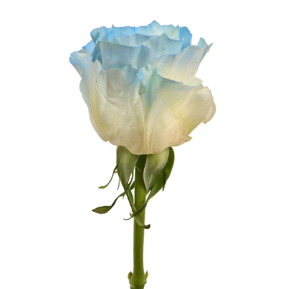 Member's Mark Illusion Roses, 96 stems, Choose color variety