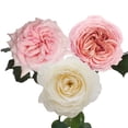 thumbnail image 2 of Member's Mark Garden Roses, 36 stems, Choose color variety, 2 of 7