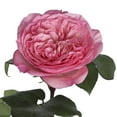 thumbnail image 1 of Member's Mark Garden Roses, 36 stems, Choose color variety, 1 of 6