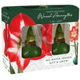 thumbnail image 1 of Holiday Waxed Amaryllis Bulbs, 2pk, 1 of 1