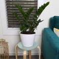 thumbnail image 3 of Live 8" ZZ Plant in Ceramic Pot, 3 of 5