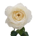 thumbnail image 4 of Member's Mark Garden Roses, 36 stems, Choose color variety, 4 of 6