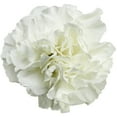 thumbnail image 2 of Member's Mark Carnations, Choose color and stem count, 2 of 7