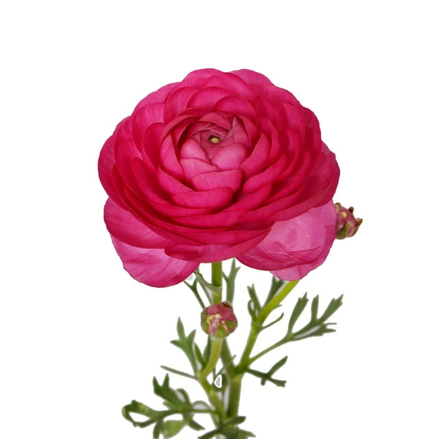 Ranunculus, 60 stems, choose color
