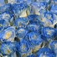 thumbnail image 5 of Member's Mark Illusion Roses, 96 stems, Choose color variety, 5 of 7