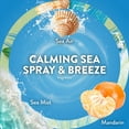 thumbnail image 4 of Air Wick Plug In Scented Oil Air Freshener, Sea Spray & Breeze, Sweet Peach, 1 warmer + 6 refills, 4 of 12