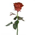 thumbnail image 4 of Member's Mark Farm Fresh Velvet Roses, choose color and stem count, 4 of 9
