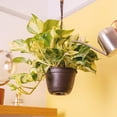 thumbnail image 5 of Costa Farms 8" Exotic Angel Plant in Hanging Basket, 5 of 5