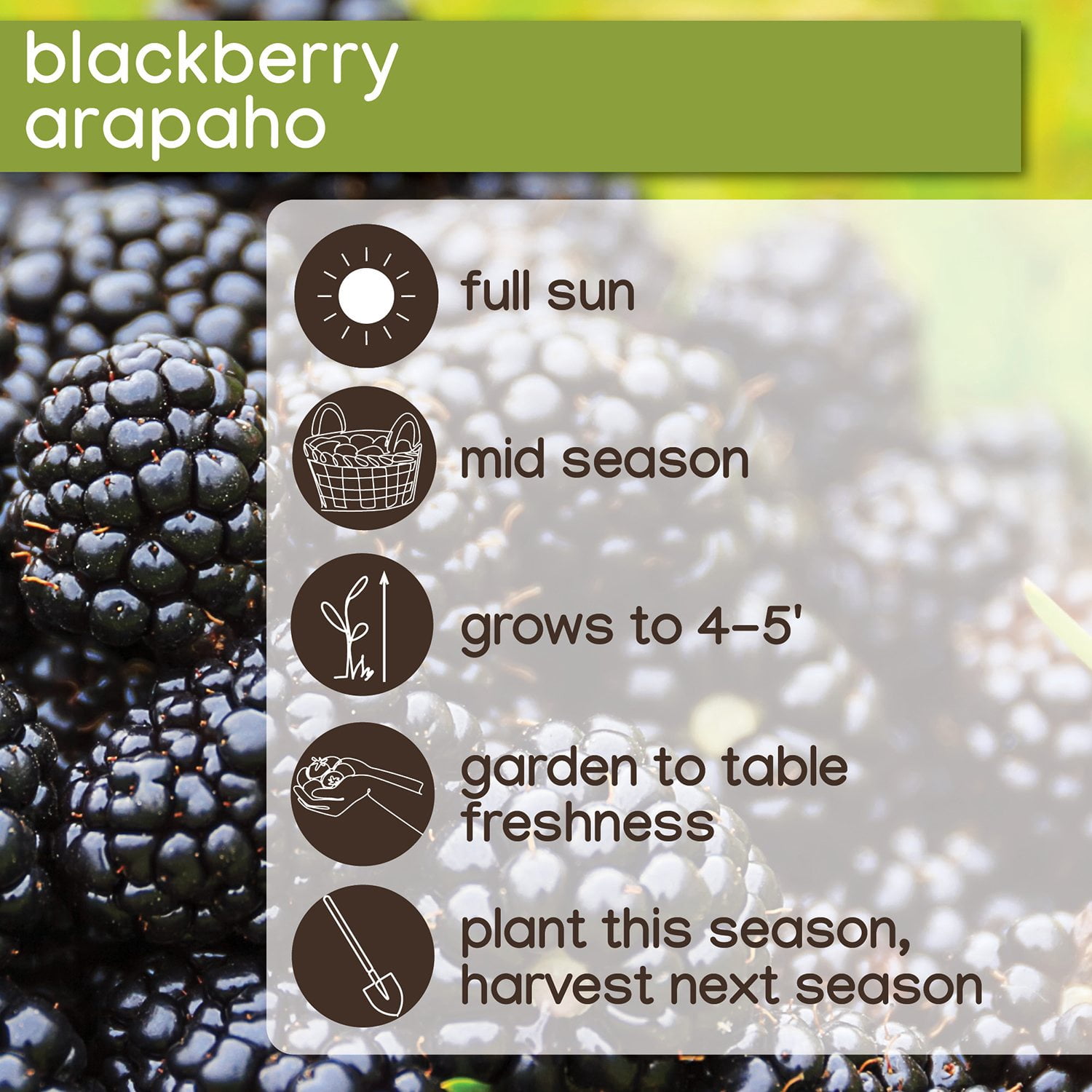 Member's Mark Blackberry Thornless, 2pk - Samsclub.com