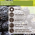 thumbnail image 6 of Member's Mark Blackberry Thornless, 2pk, 6 of 10