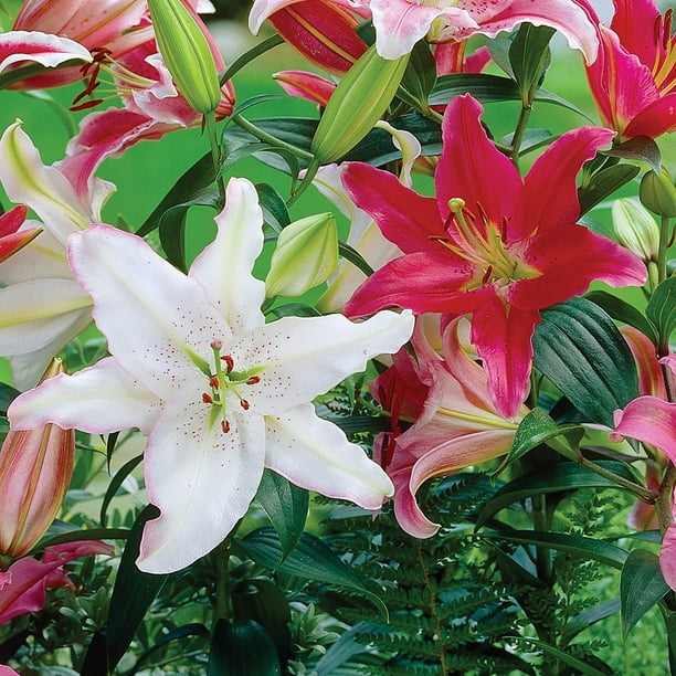 Lily Shopページ Member's Mark Lily Oriental Blend Dormant Bulbs, 16pk