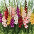 thumbnail image 3 of Member's Mark Gladiolus Large Flowering Blend Dormant Bulbs, 60pk, 3 of 9