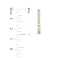 thumbnail image 7 of Round Cut In and Out Diamond Hoop Earrings in 14K Gold, 7 of 7